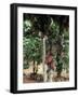 Cocoa Pods on Tree, Sri Lanka-Sybil Sassoon-Framed Photographic Print