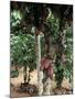 Cocoa Pods on Tree, Sri Lanka-Sybil Sassoon-Mounted Photographic Print