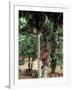 Cocoa Pods on Tree, Sri Lanka-Sybil Sassoon-Framed Photographic Print