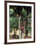 Cocoa Pods on Tree, Sri Lanka-Sybil Sassoon-Framed Photographic Print