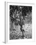 Cocoa Tree, Jamaica, C1905-Adolphe & Son Duperly-Framed Giclee Print