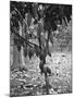 Cocoa Tree, Jamaica, C1905-Adolphe & Son Duperly-Mounted Giclee Print