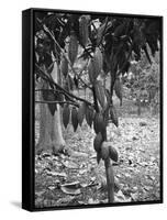 Cocoa Tree, Jamaica, C1905-Adolphe & Son Duperly-Framed Stretched Canvas