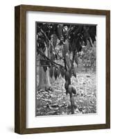 Cocoa Tree, Jamaica, C1905-Adolphe & Son Duperly-Framed Giclee Print