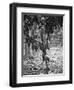 Cocoa Tree, Jamaica, C1905-Adolphe & Son Duperly-Framed Giclee Print