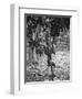 Cocoa Tree, Jamaica, C1905-Adolphe & Son Duperly-Framed Giclee Print