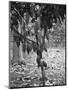 Cocoa Tree, Jamaica, C1905-Adolphe & Son Duperly-Mounted Giclee Print