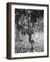 Cocoa Tree, Jamaica, C1905-Adolphe & Son Duperly-Framed Giclee Print