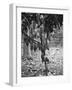 Cocoa Tree, Jamaica, C1905-Adolphe & Son Duperly-Framed Giclee Print