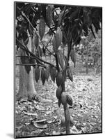 Cocoa Tree, Jamaica, C1905-Adolphe & Son Duperly-Mounted Giclee Print