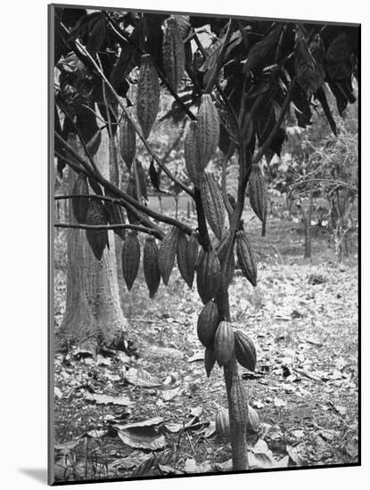 Cocoa Tree, Jamaica, C1905-Adolphe & Son Duperly-Mounted Giclee Print