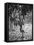 Cocoa Tree, Jamaica, C1905-Adolphe & Son Duperly-Framed Stretched Canvas