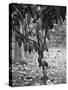 Cocoa Tree, Jamaica, C1905-Adolphe & Son Duperly-Stretched Canvas