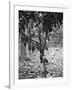 Cocoa Tree, Jamaica, C1905-Adolphe & Son Duperly-Framed Giclee Print