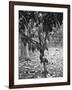 Cocoa Tree, Jamaica, C1905-Adolphe & Son Duperly-Framed Giclee Print