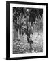 Cocoa Tree, Jamaica, C1905-Adolphe & Son Duperly-Framed Giclee Print