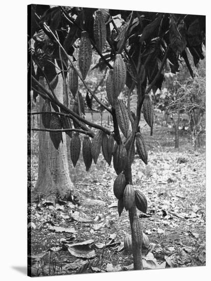 Cocoa Tree, Jamaica, C1905-Adolphe & Son Duperly-Stretched Canvas