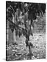 Cocoa Tree, Jamaica, C1905-Adolphe & Son Duperly-Stretched Canvas