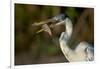 Cocoi heron (Ardea cocoi) with a fish, Pantanal Wetlands, Brazil-null-Framed Photographic Print