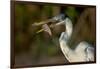 Cocoi heron (Ardea cocoi) with a fish, Pantanal Wetlands, Brazil-null-Framed Photographic Print