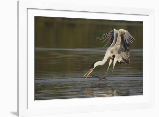 Cocoi Heron pouncing-Ken Archer-Framed Photographic Print