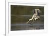 Cocoi Heron pouncing-Ken Archer-Framed Photographic Print