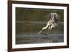 Cocoi Heron pouncing-Ken Archer-Framed Photographic Print