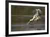 Cocoi Heron pouncing-Ken Archer-Framed Photographic Print