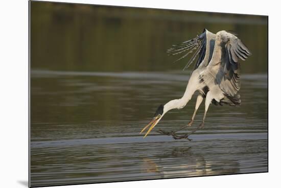 Cocoi Heron pouncing-Ken Archer-Mounted Photographic Print