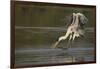 Cocoi Heron pouncing-Ken Archer-Framed Photographic Print