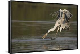 Cocoi Heron pouncing-Ken Archer-Framed Stretched Canvas