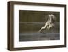 Cocoi Heron pouncing-Ken Archer-Framed Photographic Print