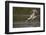 Cocoi Heron pouncing-Ken Archer-Framed Photographic Print