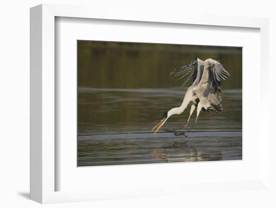 Cocoi Heron pouncing-Ken Archer-Framed Photographic Print