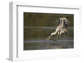 Cocoi Heron pouncing-Ken Archer-Framed Photographic Print