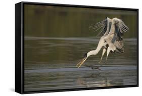 Cocoi Heron pouncing-Ken Archer-Framed Stretched Canvas