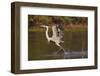 Cocoi Heron, walking on water-Ken Archer-Framed Photographic Print