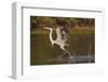 Cocoi Heron, walking on water-Ken Archer-Framed Photographic Print