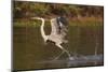 Cocoi Heron, walking on water-Ken Archer-Mounted Photographic Print