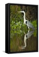 Cocoi Heron-Joe McDonald-Framed Stretched Canvas