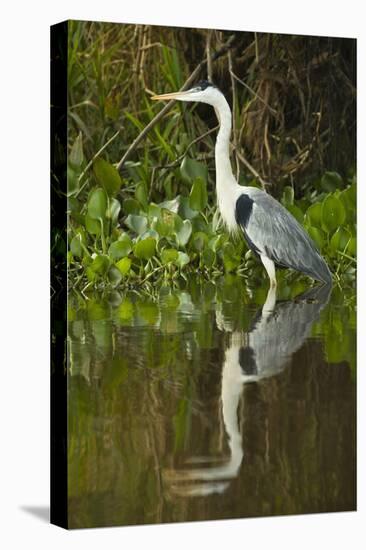 Cocoi Heron-Joe McDonald-Stretched Canvas