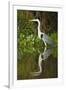 Cocoi Heron-Joe McDonald-Framed Photographic Print