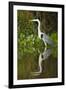 Cocoi Heron-Joe McDonald-Framed Photographic Print