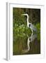 Cocoi Heron-Joe McDonald-Framed Photographic Print