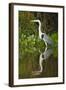 Cocoi Heron-Joe McDonald-Framed Photographic Print