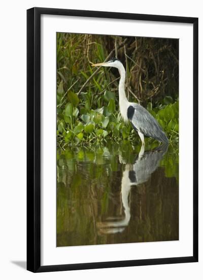 Cocoi Heron-Joe McDonald-Framed Photographic Print