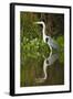 Cocoi Heron-Joe McDonald-Framed Photographic Print