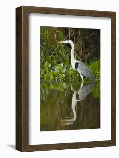 Cocoi Heron-Joe McDonald-Framed Photographic Print