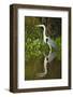 Cocoi Heron-Joe McDonald-Framed Photographic Print