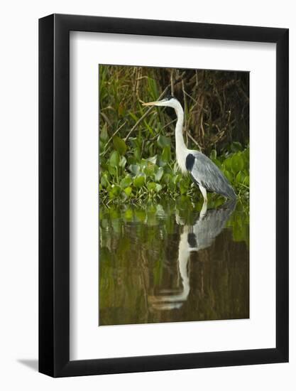 Cocoi Heron-Joe McDonald-Framed Photographic Print